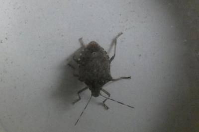 <i>Halyomorpha halys</i>