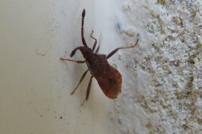 <i>Coriomeris denticulatus</i>