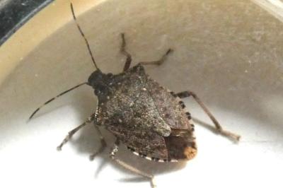 <i>Halyomorpha halys</i>
