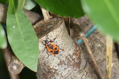 <i>Pyrrhocoris apterus</i>