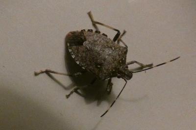<i>Halyomorpha halys</i>