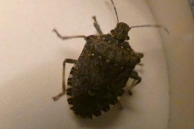 <i>Halyomorpha halys</i>