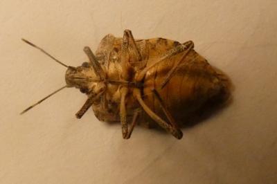 <i>Halyomorpha halys</i>