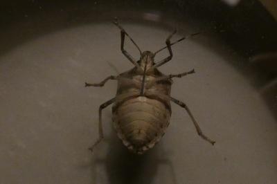 <i>Halyomorpha halys</i>