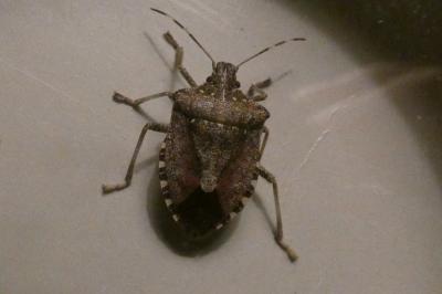 <i>Halyomorpha halys</i>