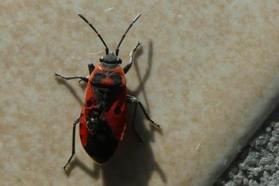 <i>Melanocoryphus albomaculatus</i>