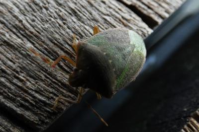 <i>Nezara viridula</i>