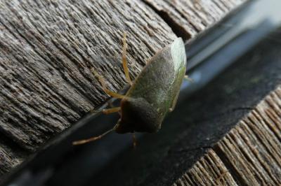 <i>Nezara viridula</i>