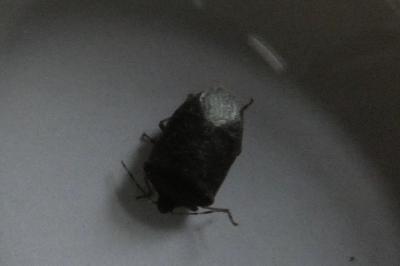 <i>Nezara viridula</i>