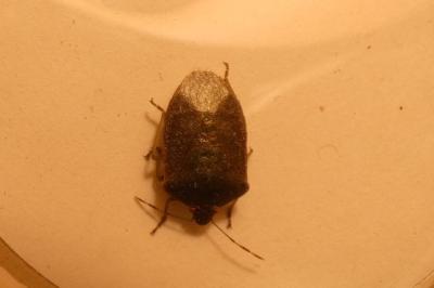 <i>Nezara viridula</i>