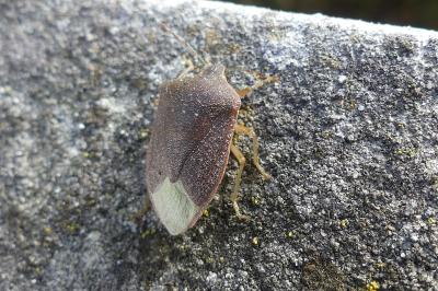 <i>Nezara viridula</i>