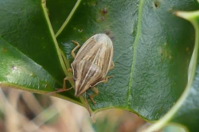 <i>Aelia acuminata</i>