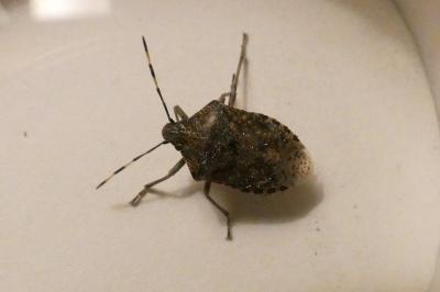 <i>Rhaphigaster nebulosa</i>
