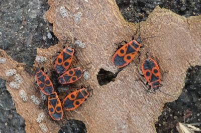 <i>Pyrrhocoris apterus</i>