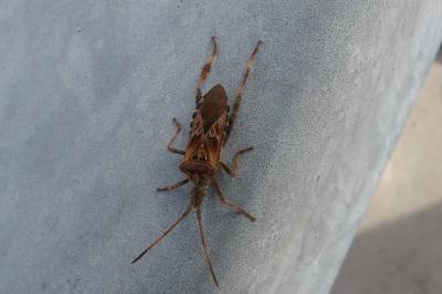<i>Leptoglossus occidentalis</i>