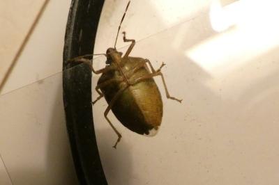 <i>Nezara viridula</i>