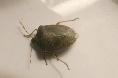 <i>Nezara viridula</i>