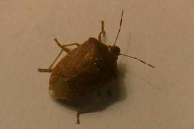 <i>Nezara viridula</i>