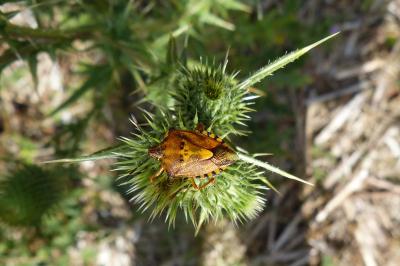 <i>Carpocoris purpureipennis</i>