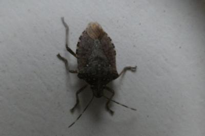 <i>Halyomorpha halys</i>