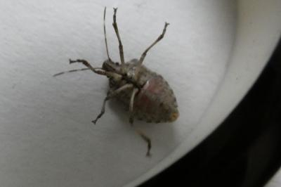 <i>Halyomorpha halys</i>
