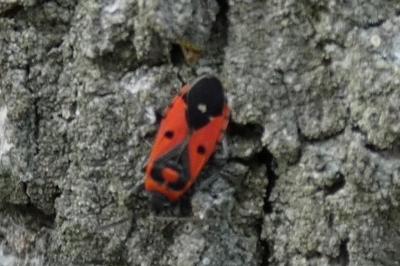 <i>Melanocoryphus albomaculatus</i>