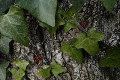 <i>Pyrrhocoris apterus</i>
