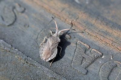 <i>Enoplops scapha</i>
