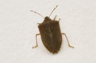 <i>Nezara viridula</i>