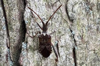 <i>Leptoglossus occidentalis</i>