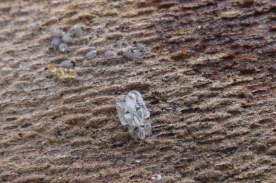 <i>Corythucha ciliata</i>
