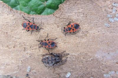 <i>Pyrrhocoris apterus</i>