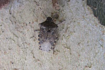 <i>Rhaphigaster nebulosa</i>