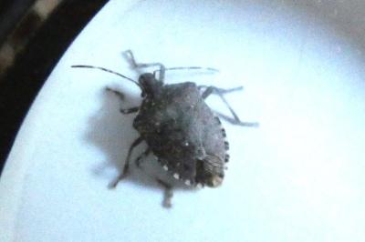 <i>Halyomorpha halys</i>