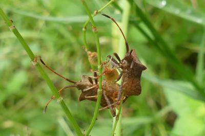 <i>Coreus marginatus</i>