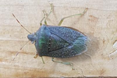 <i>Nezara viridula</i>