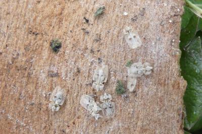 <i>Corythucha ciliata</i>