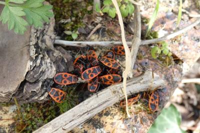 <i>Pyrrhocoris apterus</i>