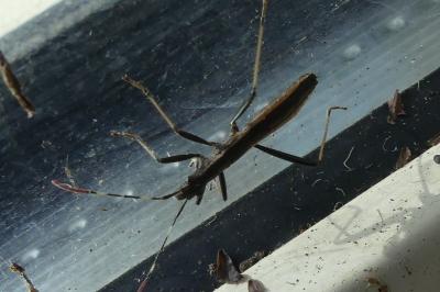 <i>Micrelytra fossularum</i>