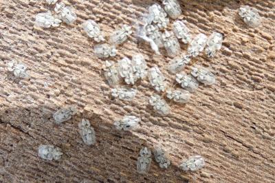 <i>Corythucha ciliata</i>