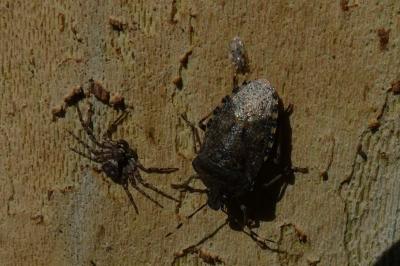 <i>Rhaphigaster nebulosa</i>