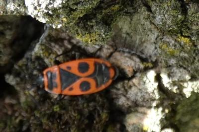 <i>Pyrrhocoris apterus</i>