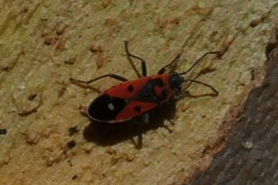 <i>Melanocoryphus albomaculatus</i>