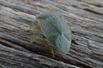 <i>Nezara viridula</i>