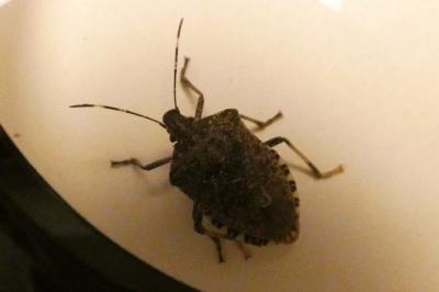 <i>Halyomorpha halys</i>