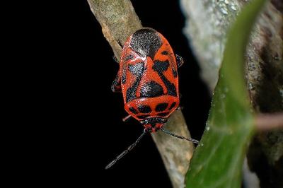 <i>Eurydema ornata</i>