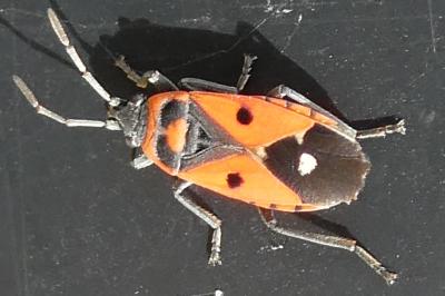 <i>Melanocoryphus albomaculatus</i>
