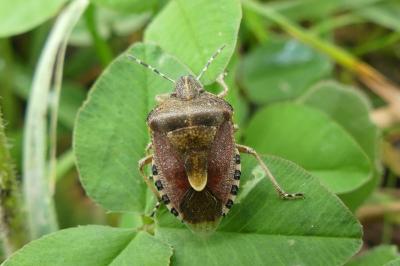 <i>Dolycoris baccarum</i>