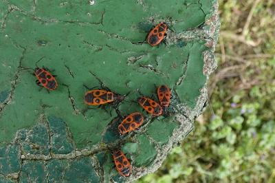 <i>Pyrrhocoris apterus</i>