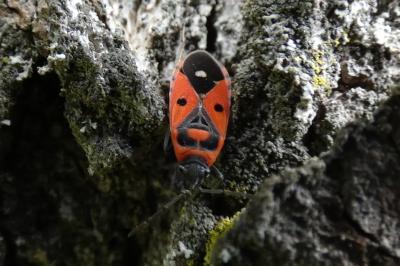 <i>Melanocoryphus albomaculatus</i>